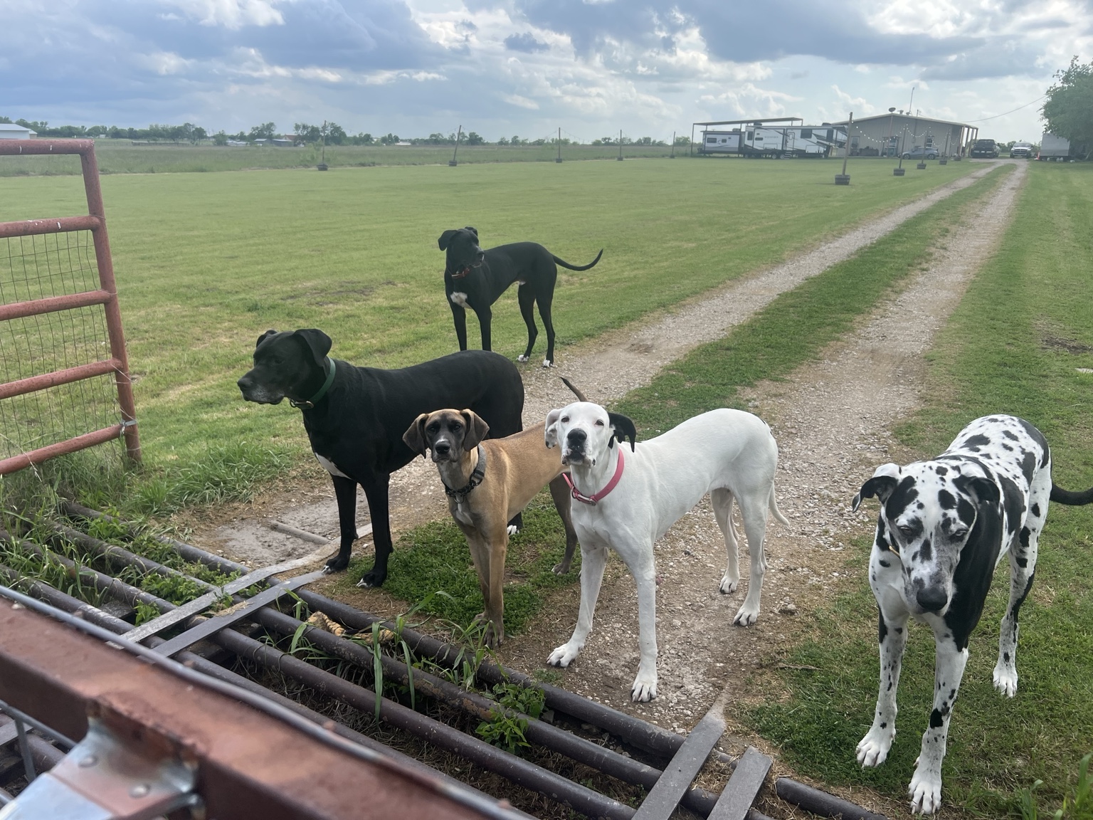 Dogs walking together along the drive at CountrySide K9 Retreat